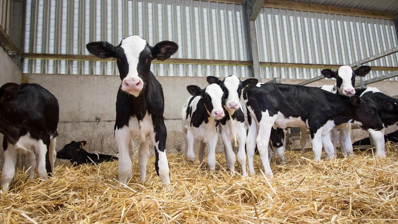 Young dairy calves on straw in a shed.