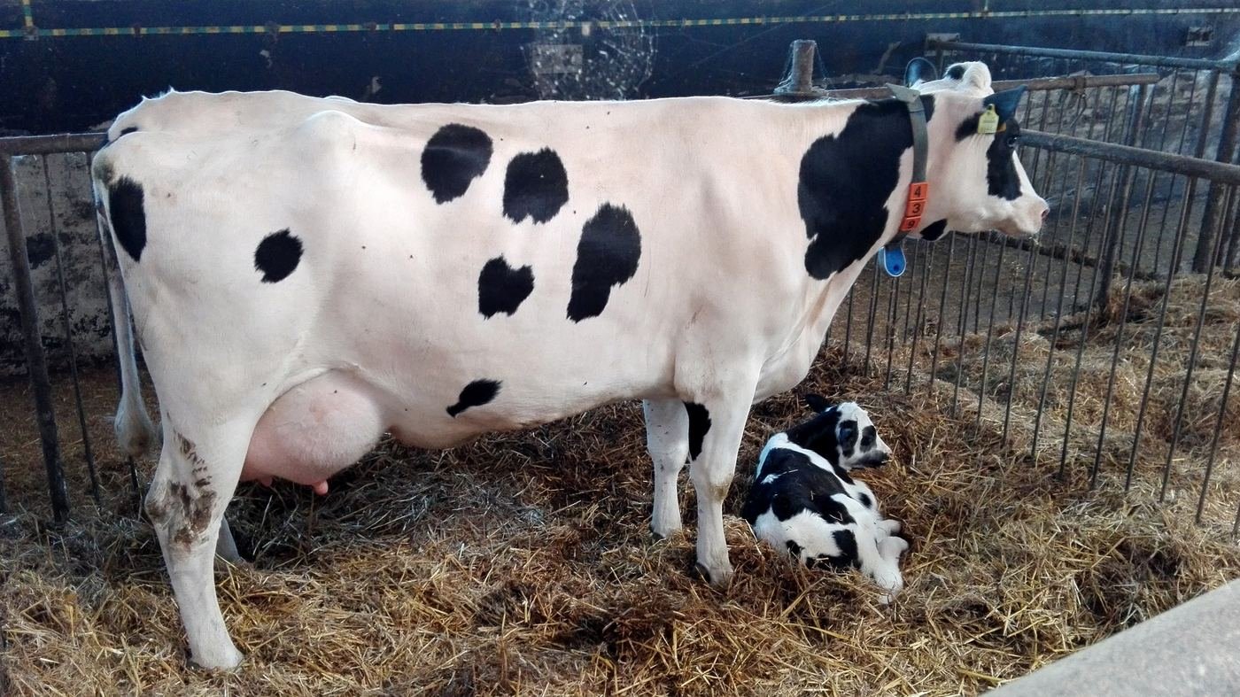 A newborn calf in the shed.